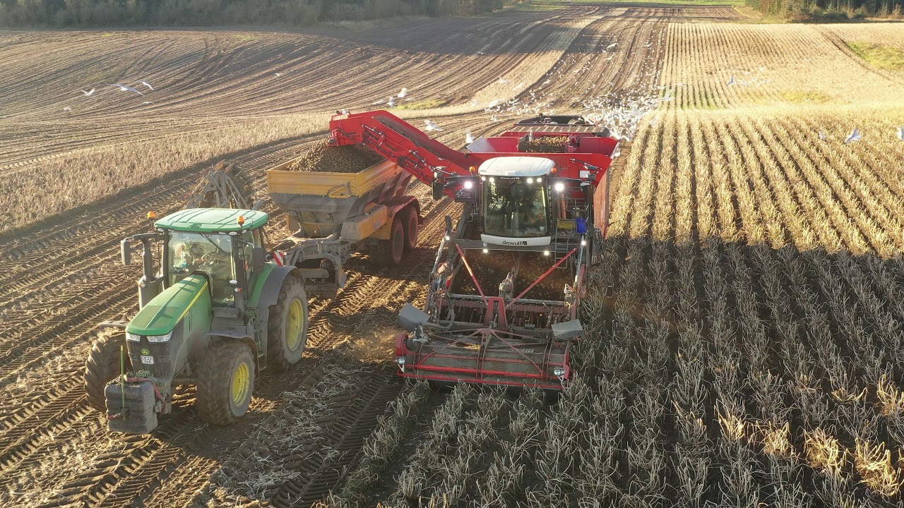 JSJ Agro - Kartoffeloptagning i Skovsgaard 2020
