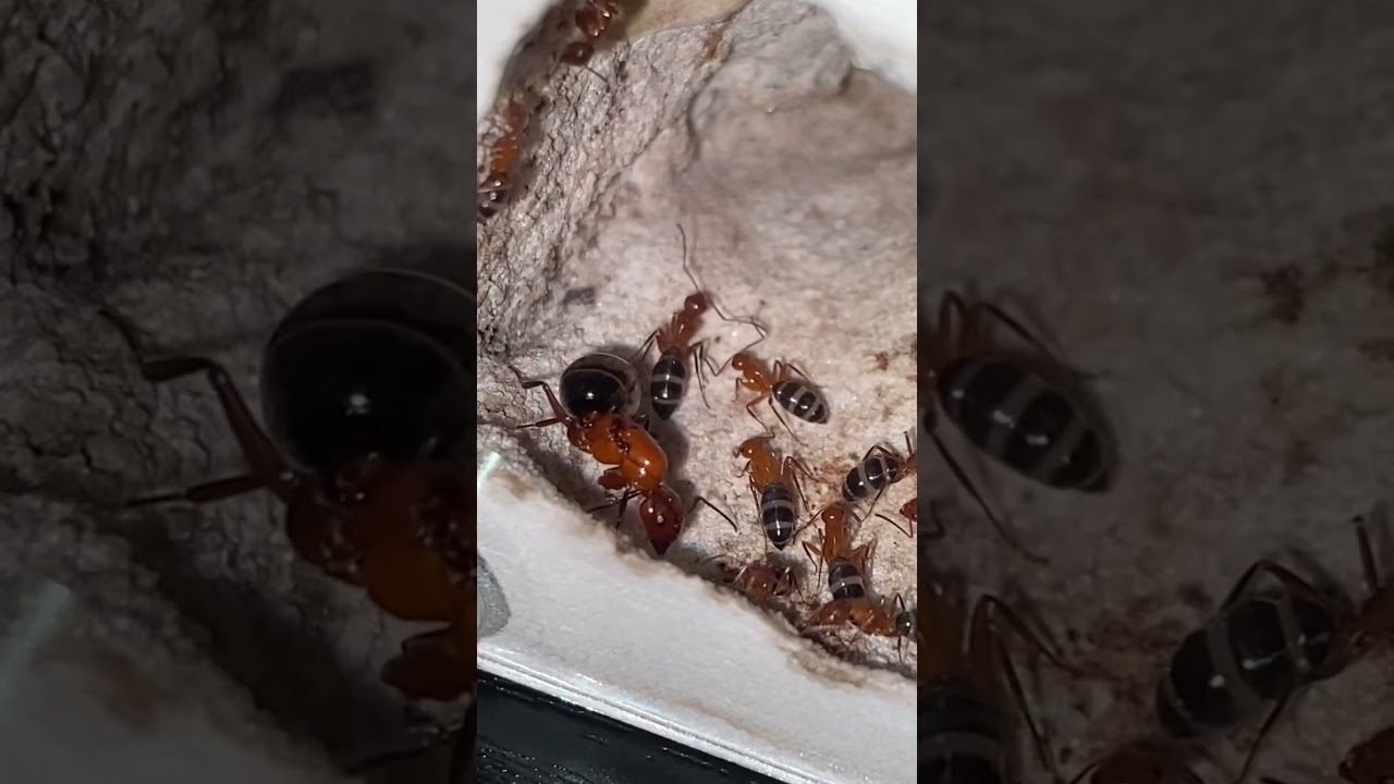 Carpenter Ant Hunts Termite