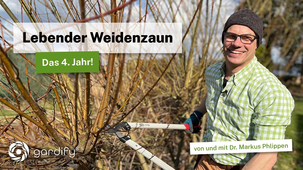 Lebender Weidenzaun - das 4. Jahr nach der Pflanzung. Rückschnitt und Ausbessern!