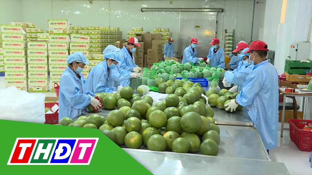 Xuất khẩu rau quả cận Tết tăng vọt | THDT