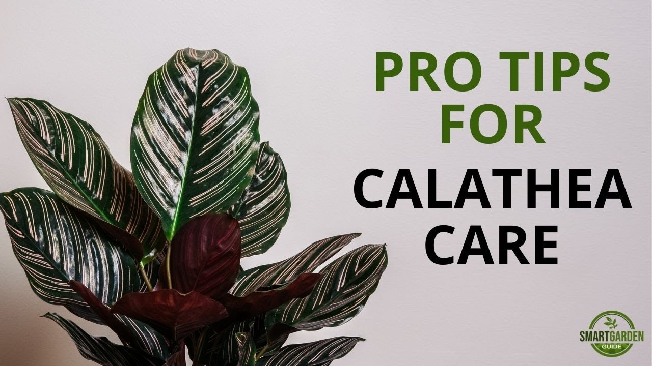 Calathea Care And 9 Stunning Varieties - How Not To Kill Your Houseplants