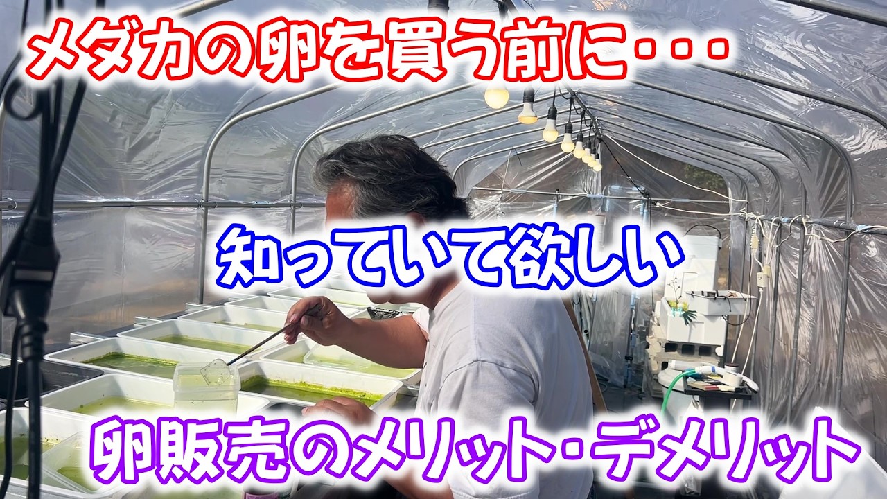 【めだか】メダカを安く購入するために卵販売？でもちょっと待って！！メリット・デメリットは把握して判断しよう。Ｂ型おやじ　2026年　3月　12日　投稿