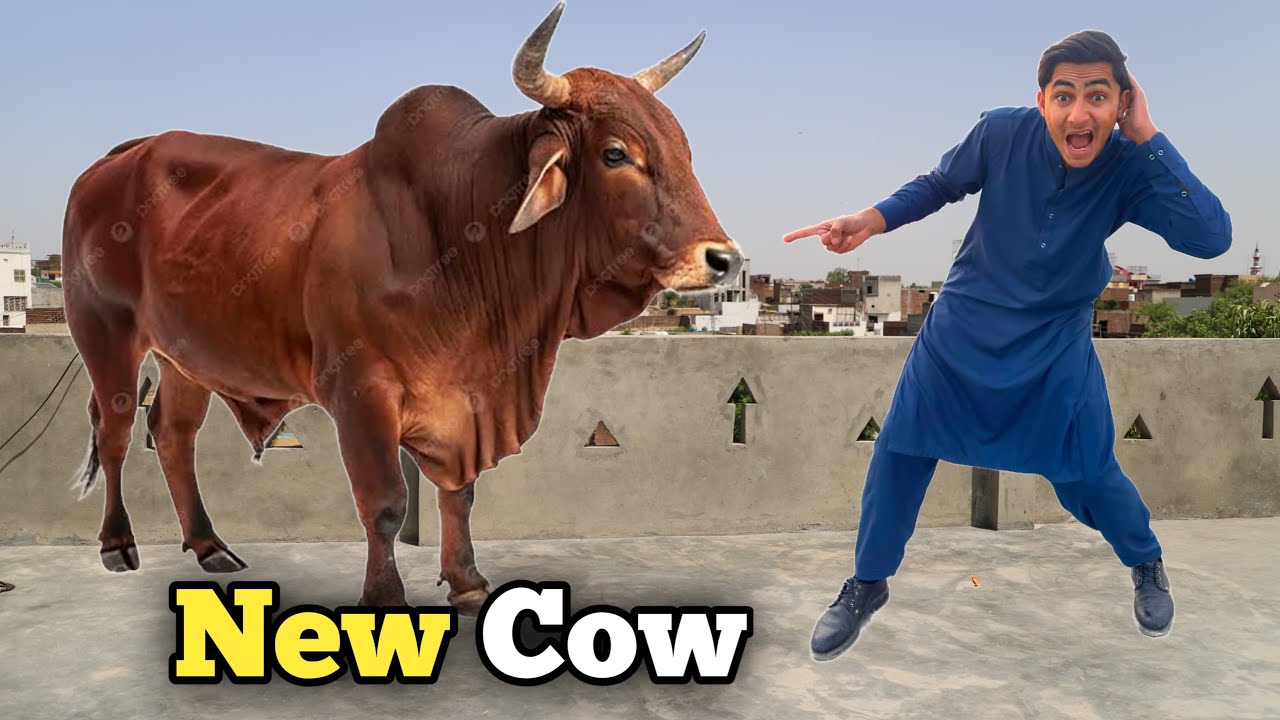 Abubaker Surprise 😳 New Cow 🐄 Bye Kar Le 