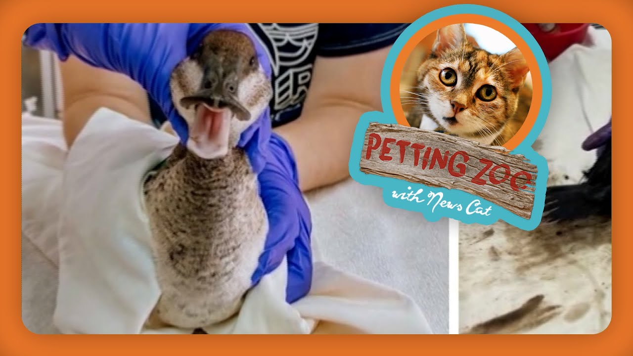 Petting Zoo: Birds rescued after oil spill