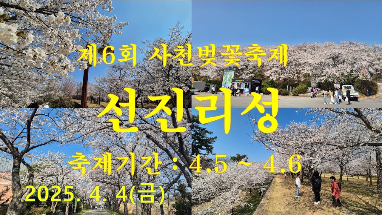 사천 선진리성 벚꽃 🌸 만개 | 벚꽃축제 🌸 | 주말에 오세요 🌸