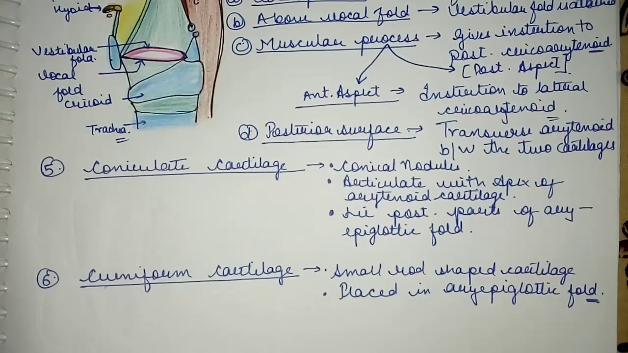 Larynx Corniculate and Cueniform Cartilage Easy Explaination Lec--7