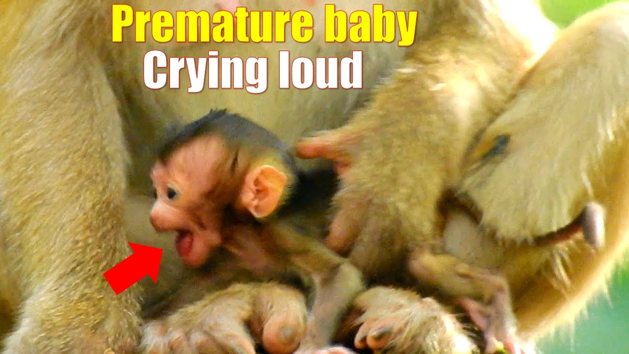 Premature newborn monkey cry loudly, Maybe newborn hungry milk, Fresh Newborn Monkey 1513
