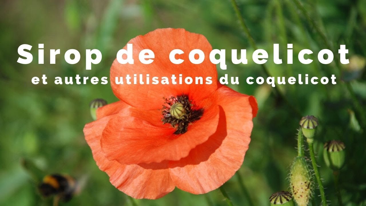 Sirop de coquelicot