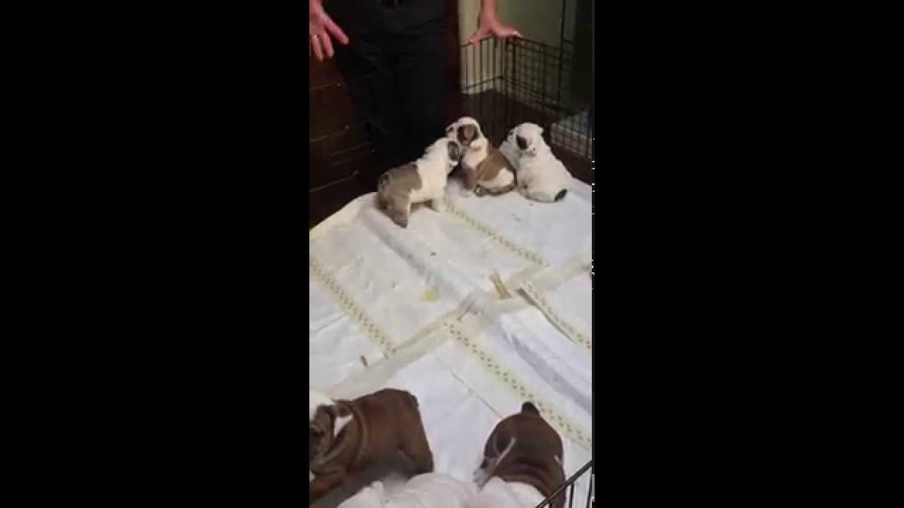 Surprising my wife with an English Bulldog Puppy for our 9th Anniversary.
