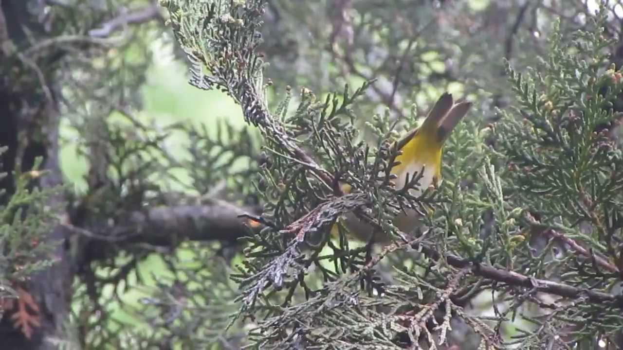 Swinhoe's White-eye (Zosterops simplex)