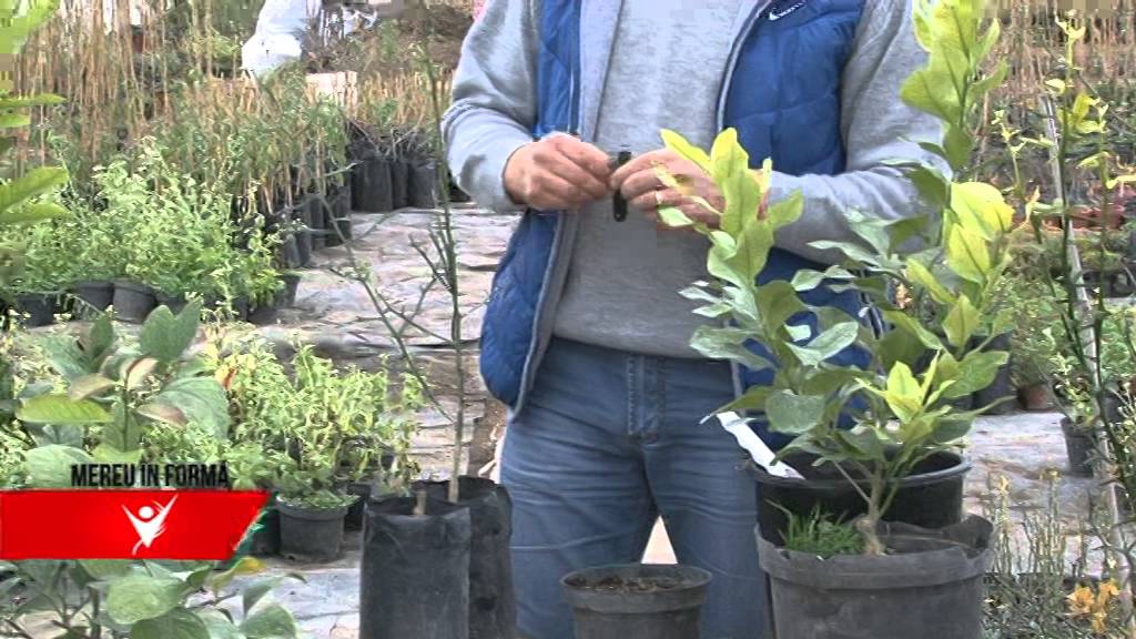 MEREU IN FORMA - Lamaiul, totul despre plantare si intretinere