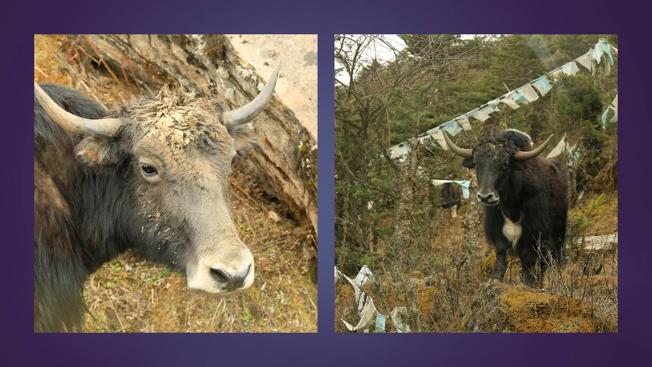 Bhutan Photography tour