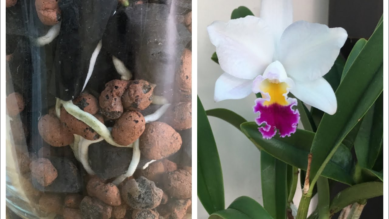 卡特兰種植-1）陶粒木炭半水培（成功開花種植分享（6-1-2020）