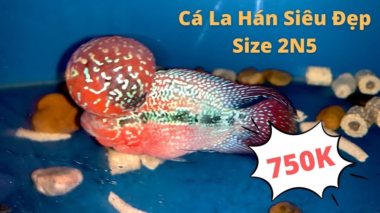 ( Đã Có Chủ ) Cá La Hán Đỏ Châu Siêu Đẹp (14/3/2022) Tại Cá Cảnh Đại Lâm Mộc