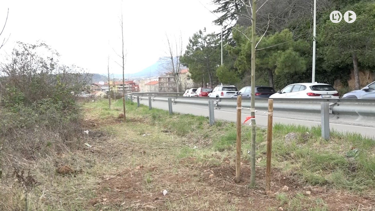 Nova campanya d’arbrat a Berga