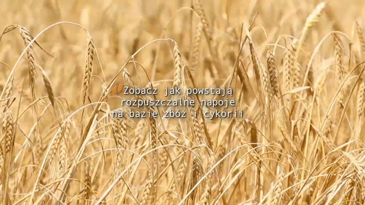Jak wygląda produkcja kawy zbożowej?