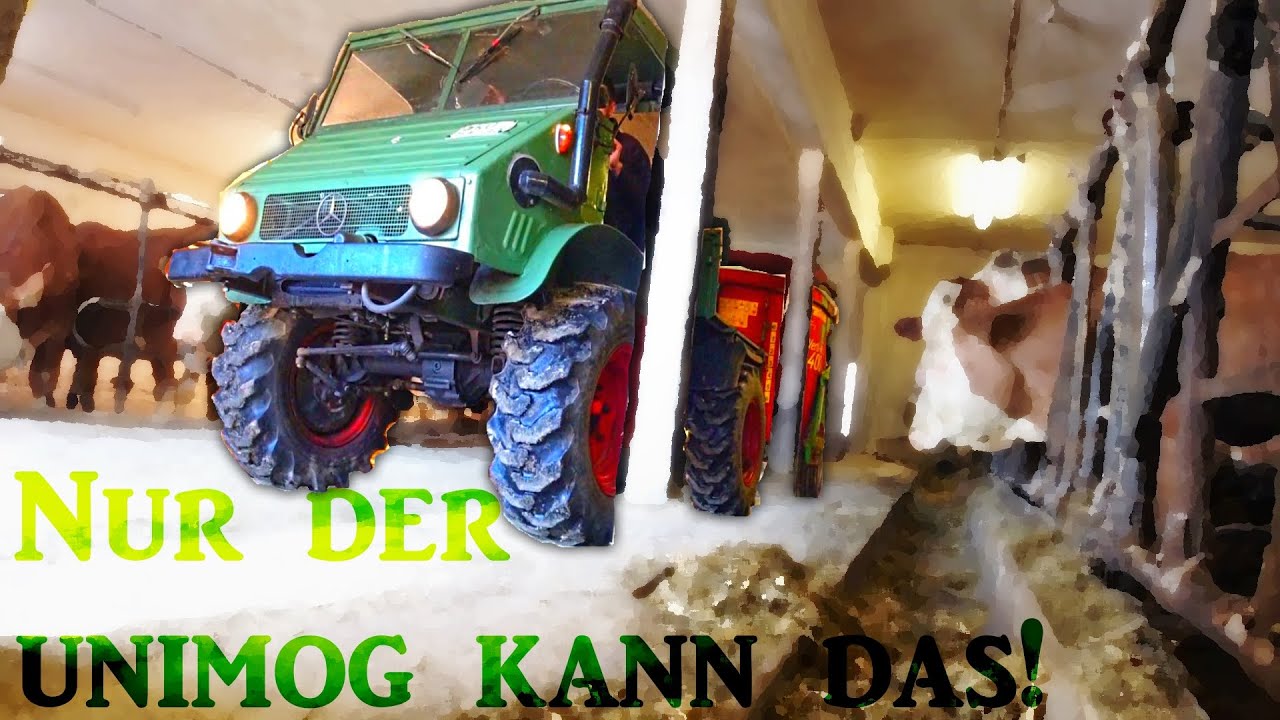 Zu klein? Unimog 411 beim Futtermischen für Kühe - jeden Tag im Einsatz!