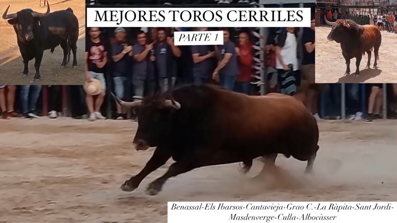 🥇 MEJORES TOROS CERRILES 2024 -PARTE 1  #territoriobravo