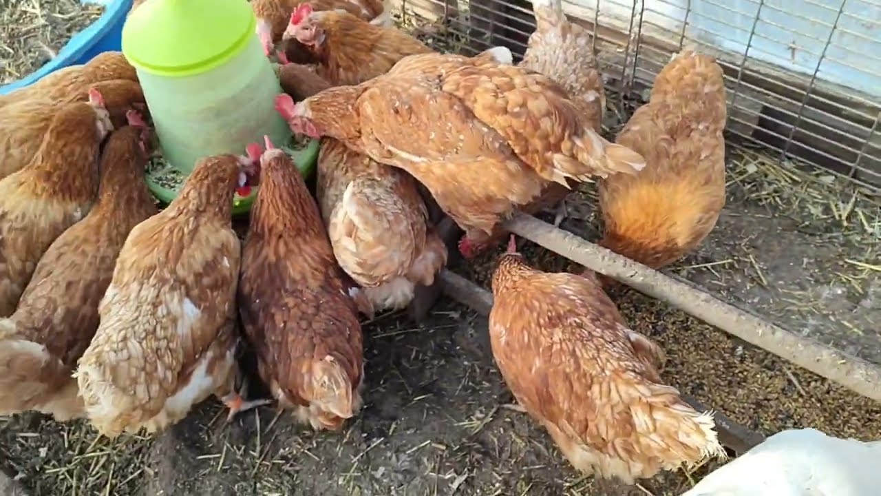 СЕМЕЧКА ПОДСОЛНУХА КУРАМ ПО ДРУГОМУ🔥.КРАСНЫЕ КОЛЬЦА КУРАМ🛑 СБОР ЯИЦ 🥚