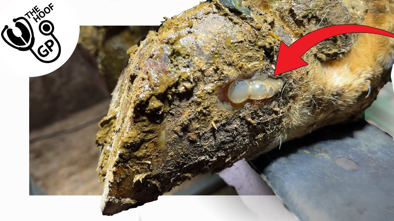 BUBBLES from the SIDE WALL of a cow's hoof ... is a VERY BAD SIGN