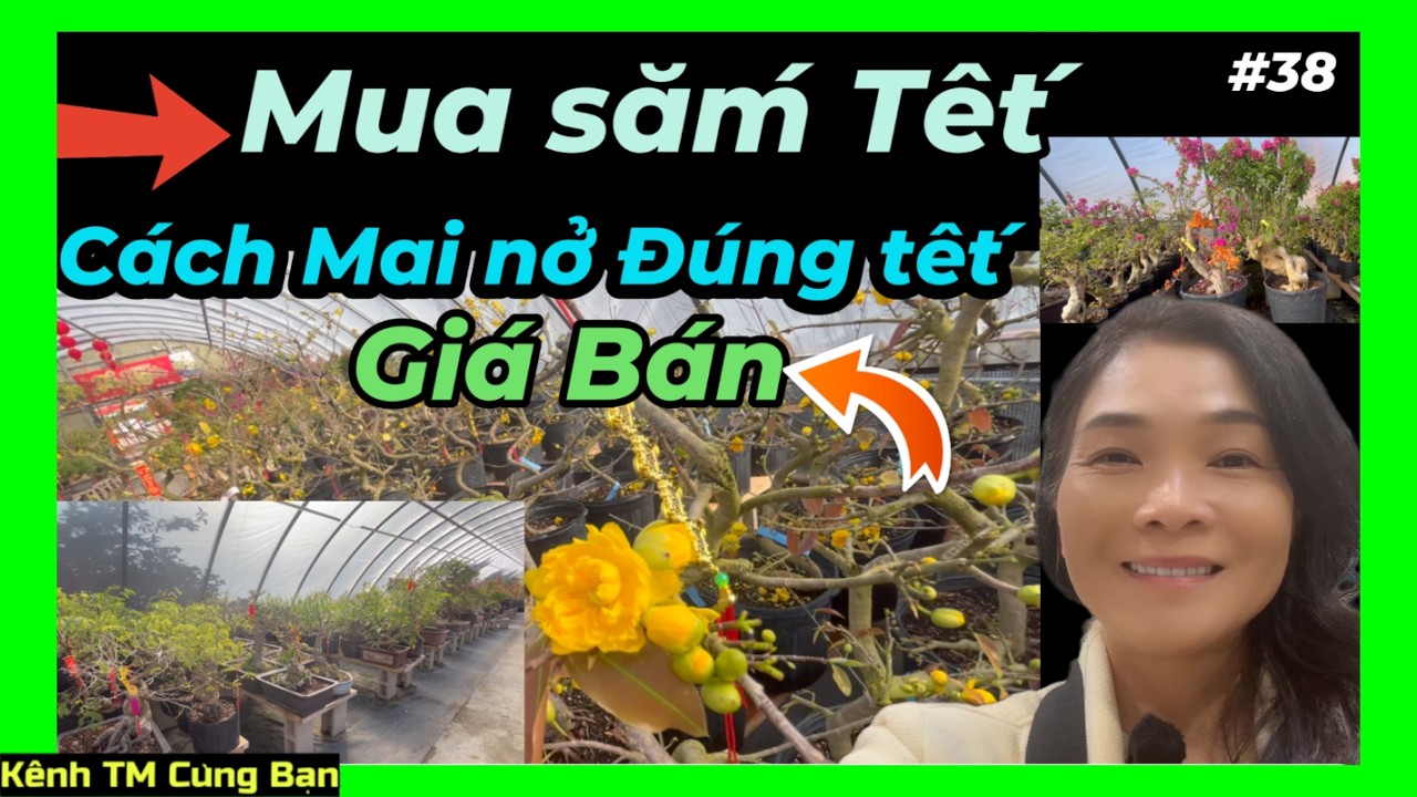 Nhanh Tay chọn cây đẹp chưng tết: Giá bán Tất cả các cây Mai và Hoa Kiểng
