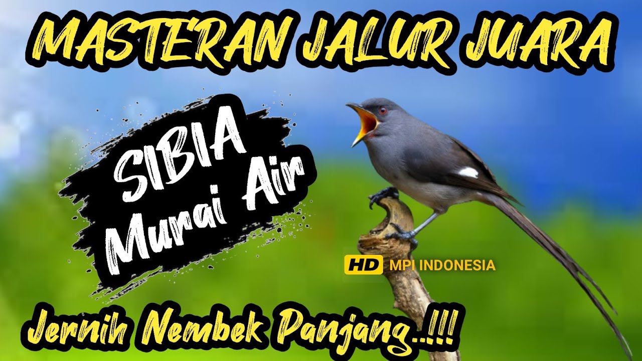 Jernih ! MASTERAN MURAI AIR NEMBAK PANJANG‼️