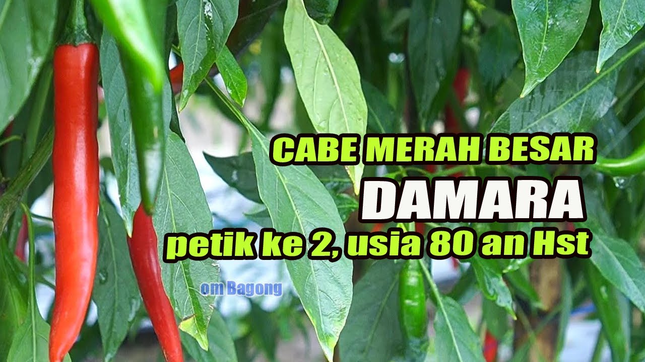CABE MERAH BESAR , DAMARA petik ke 2, usia 80 an Hst
