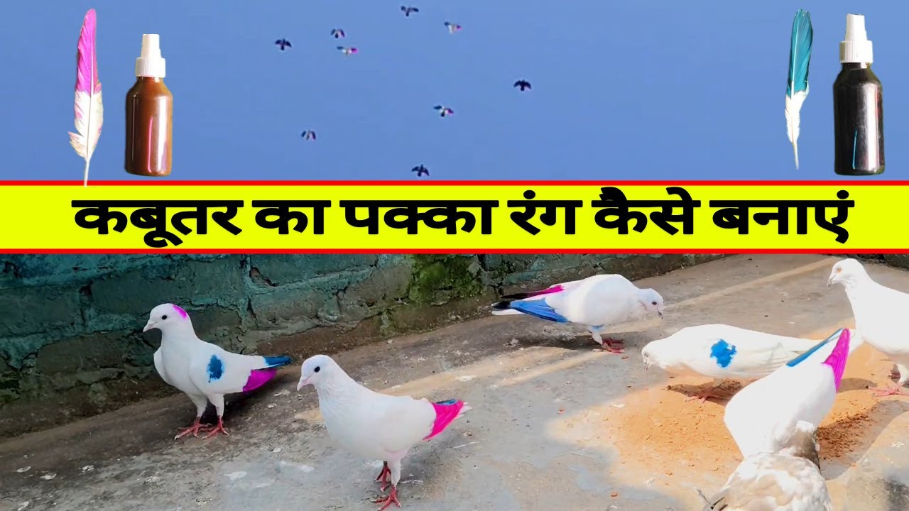 Kabutar ka pakka color kaise banaen | कबूतर का पक्का रंग कैसे बनाएं #irshadustad #malwaikabutar