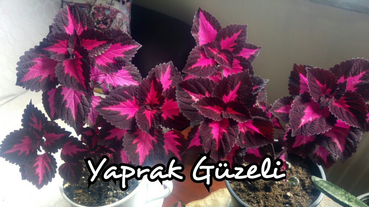 YAPRAK GÜZELİ Çiçeği. Yaprak Güzeli çiçeğinin bakımı ve çoğaltılması nasıl yapılır. Kolyos Flowers