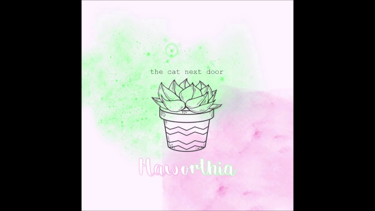 The Cat Next Door - Haworthia