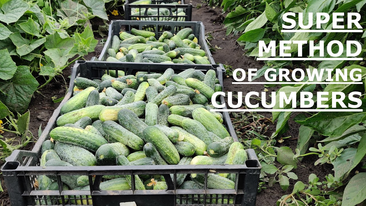 How to Quickly Grow Cucumbers - Part 2