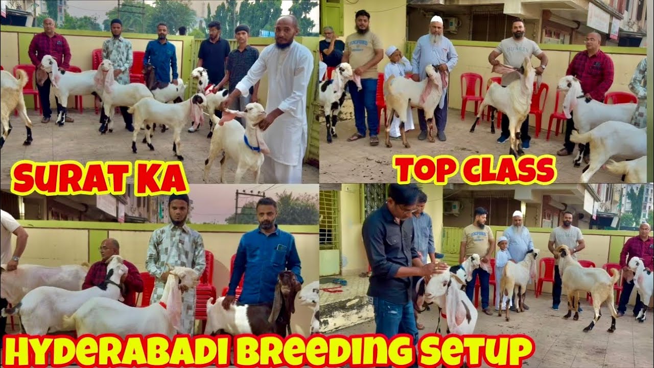 Maan Gaye 🥺 | Chhote Se Bade Kiye Itne Khubsurat Hyderabadi Goats At Taarik Bhai Surat @patirahouse 