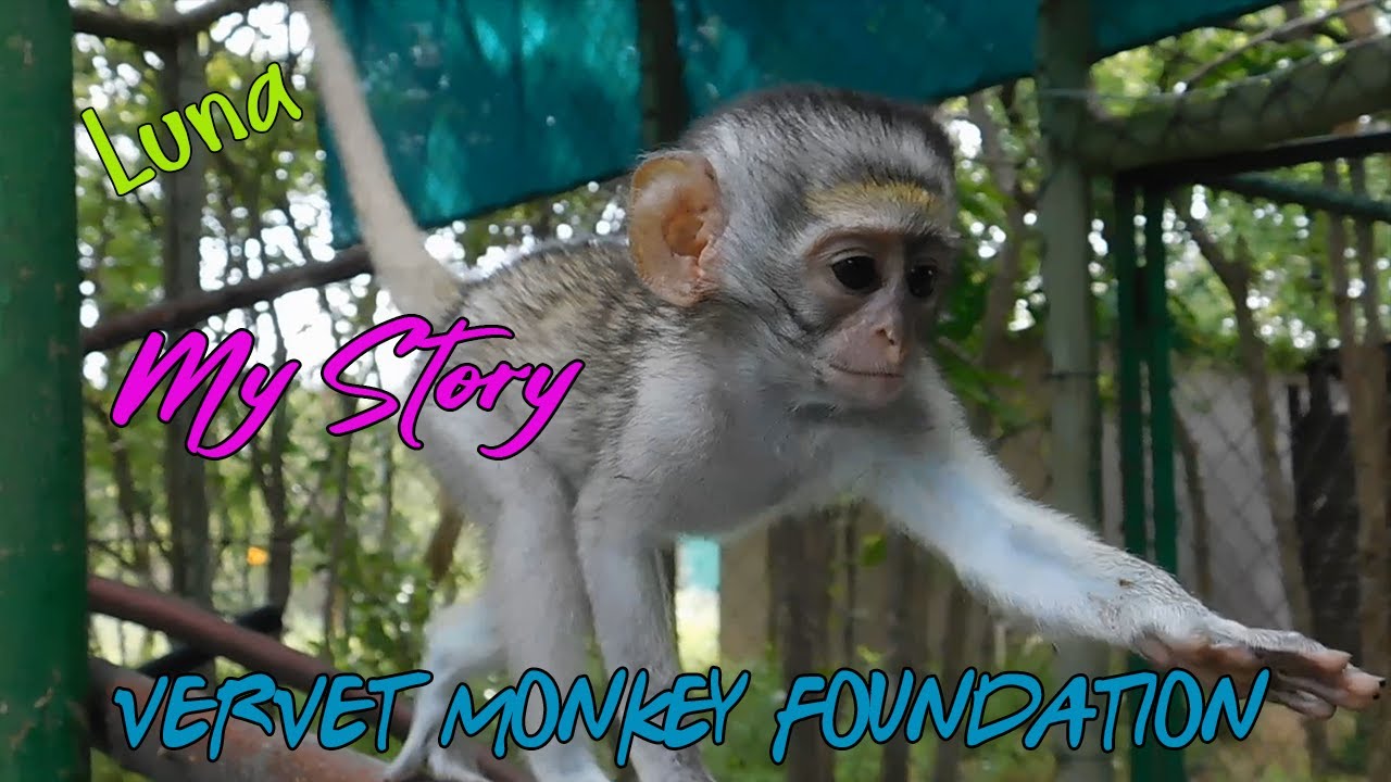 Follow baby orphan monkey Luna on her journey to the James enclosure