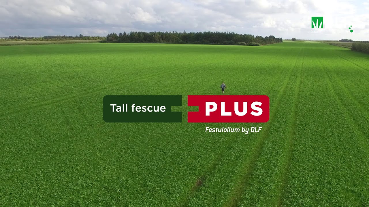 Kostřavovité festulolium PLUS