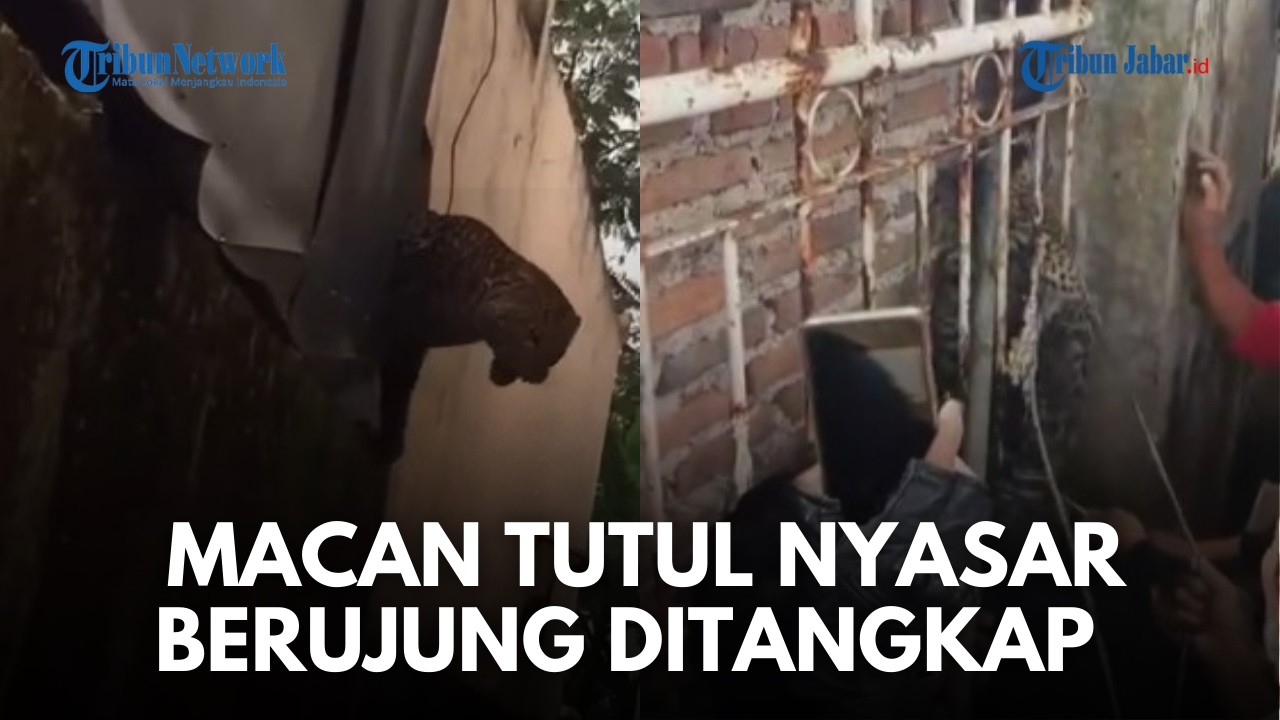 KRONOLOGI MENCEKAM! Warga Pacet Bandung Diserang Macan Tutul, Kini Berhasil Ditangkap Warga