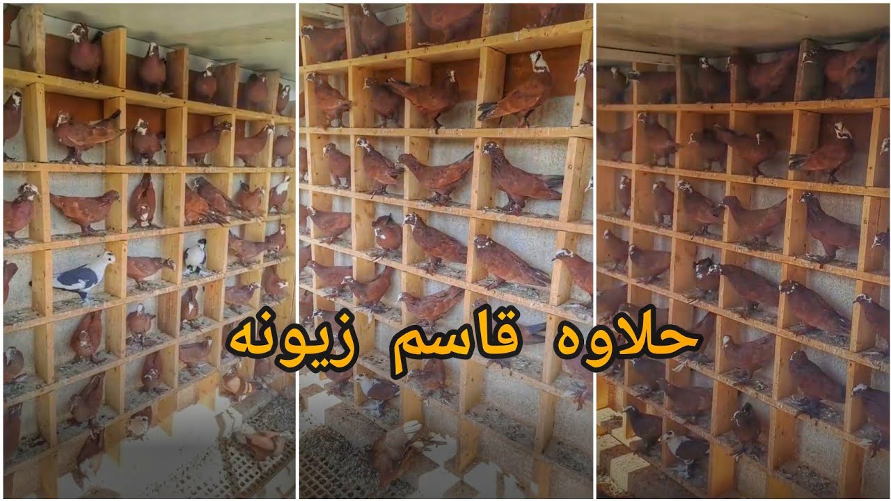 زياره ميدانيه يم كابتن زيونه قاسم الشمري