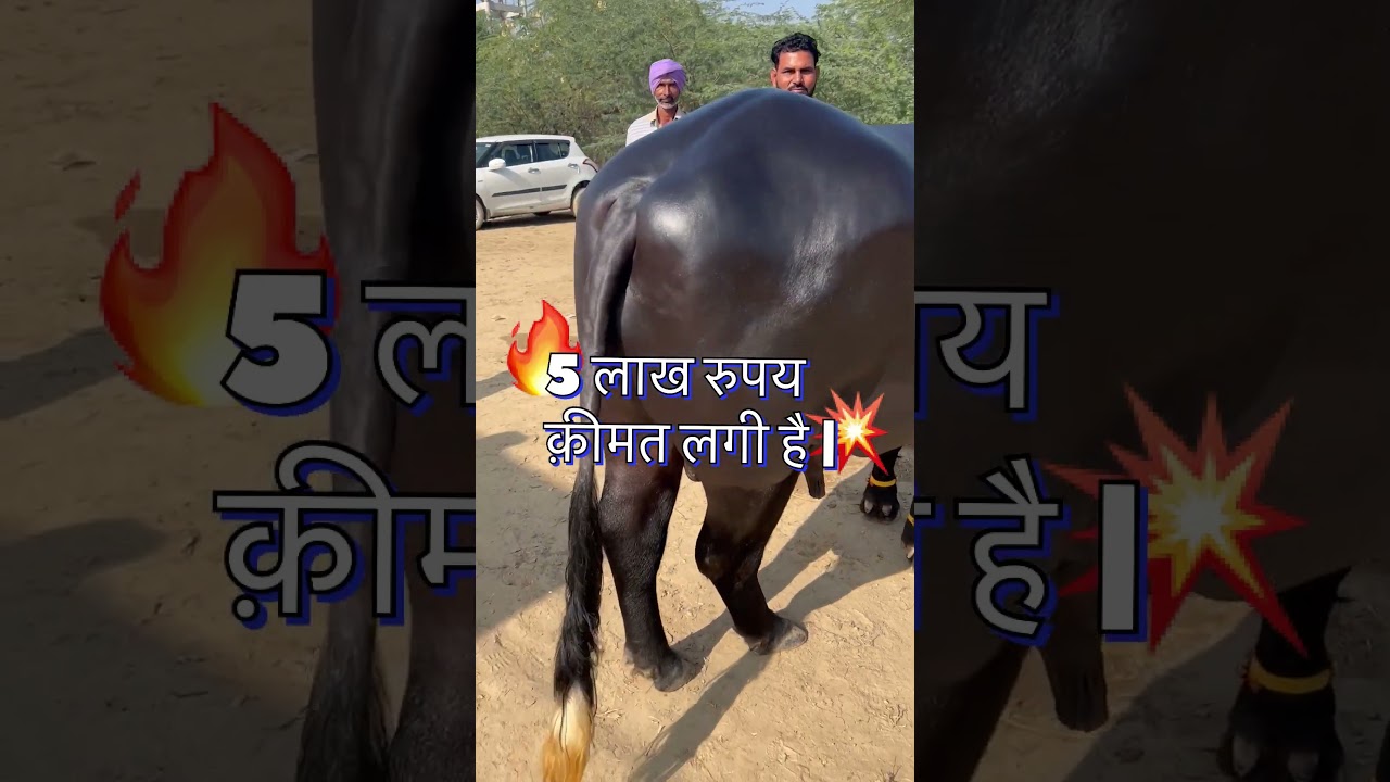 5 लाख का मुर्रा बुल #murrahbull #murrah #farmeradvisor
