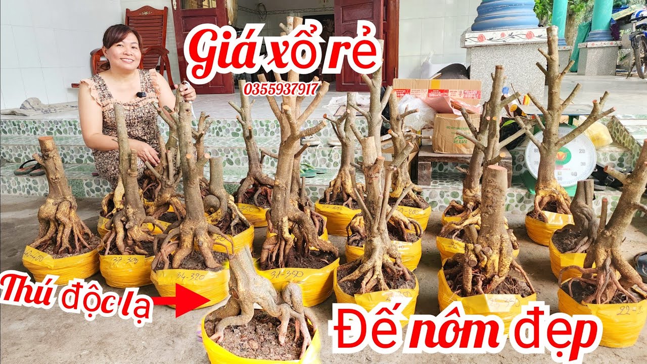 30/1 Chị Trang 0355937917 phôi mai giảo bonsai đế nôm đẹp giá rẻ|MaivàngThanhTâm