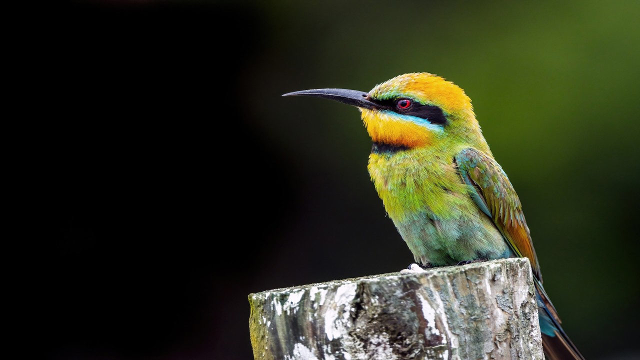 Beautiful Birds of Nature 4K 🕊️ Calm Birdsong & Relaxing Instrumental Music