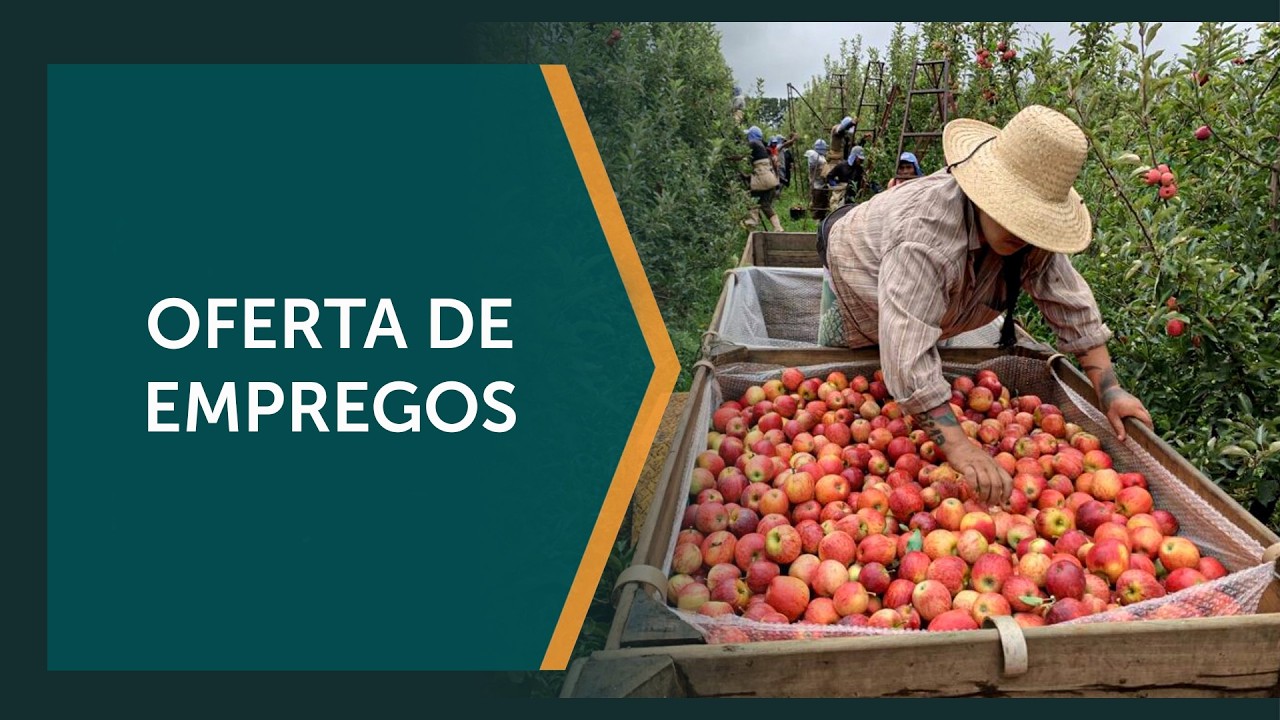 Safra de maçã resiste a passado de prejuízos
