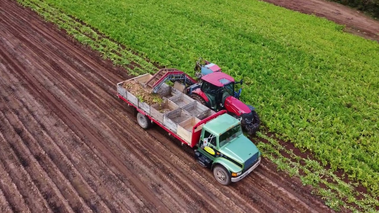 Parsnip Harvest Nova Scotia