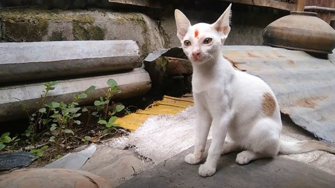 🐾 Orphan Kittens Loved by Furry Cats 😻 | Village Cat Bonding Moments | The Furry Life