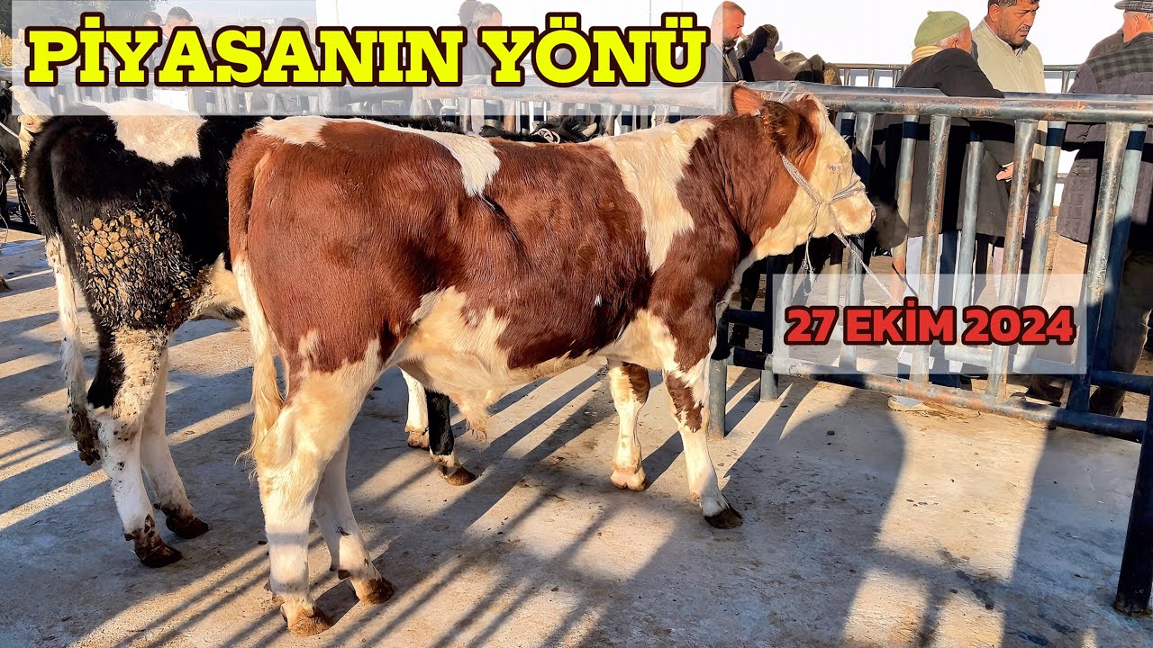 KONYA ILGIN HAYVAN PAZARI / KURBANLIK VE DAMIZLIK ADAYLARI BURDA ! 2.BÖLÜM