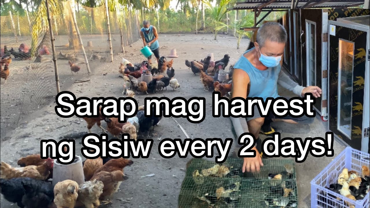 SARAP MAG HARVEST NG SISIW EVERY 2 DAYS!