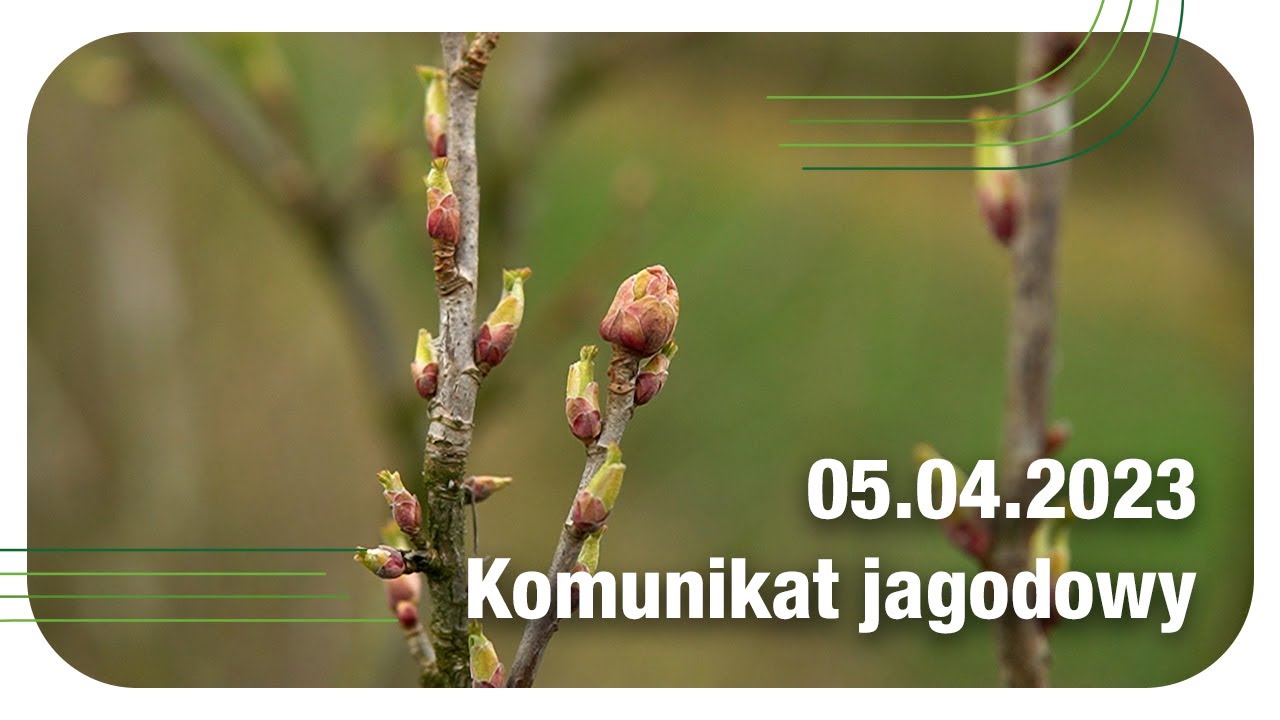 Komunikat jagodowy 5.04.2023 // ochrona porzeczki przed chorobami; wielkopąkowiec i przędziorek