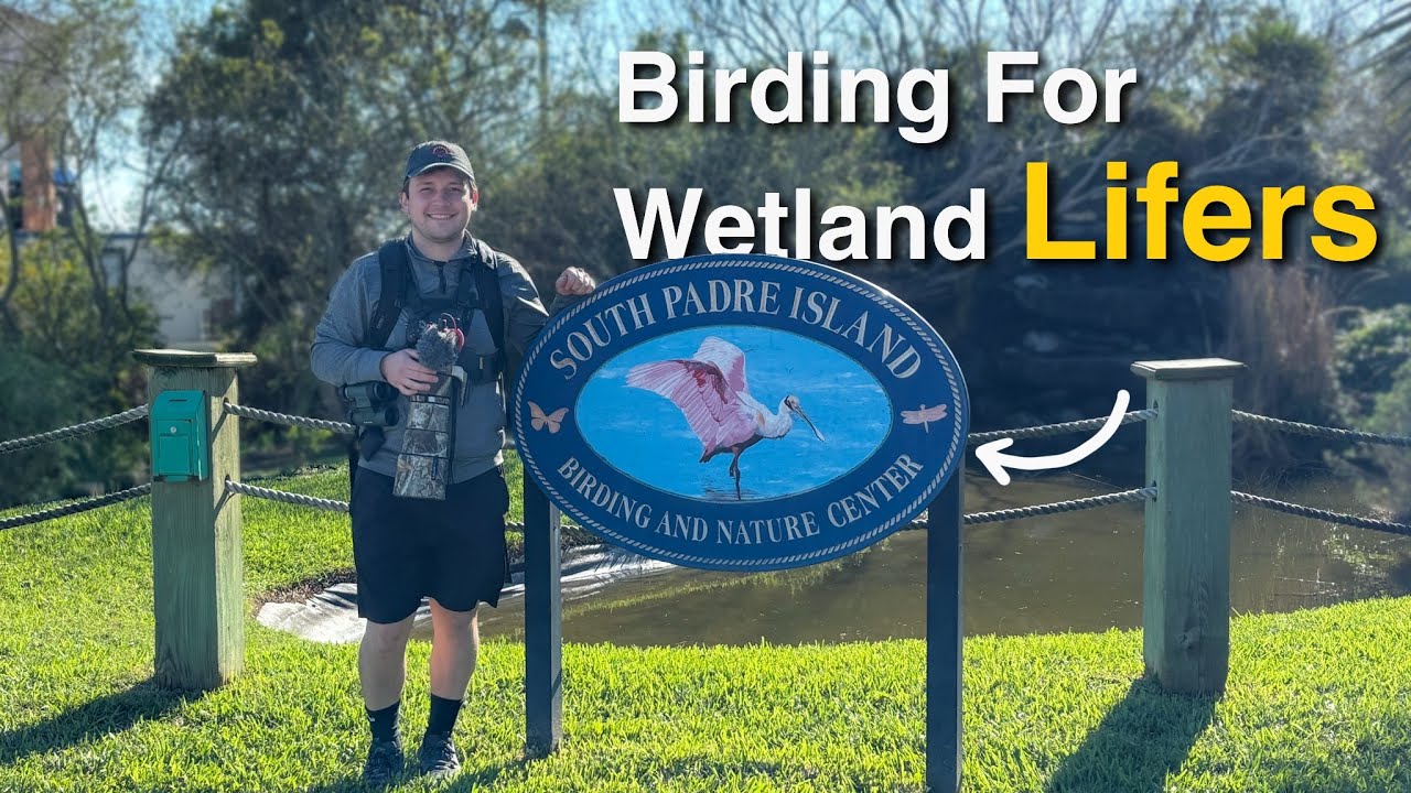 Incredible Wetland Species While Birding South Padre Island Birding and Nature Center