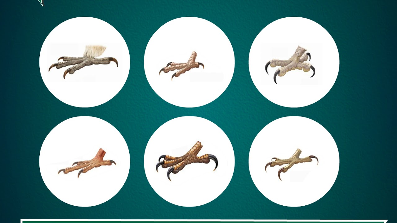 Beaks | Science Class 3
