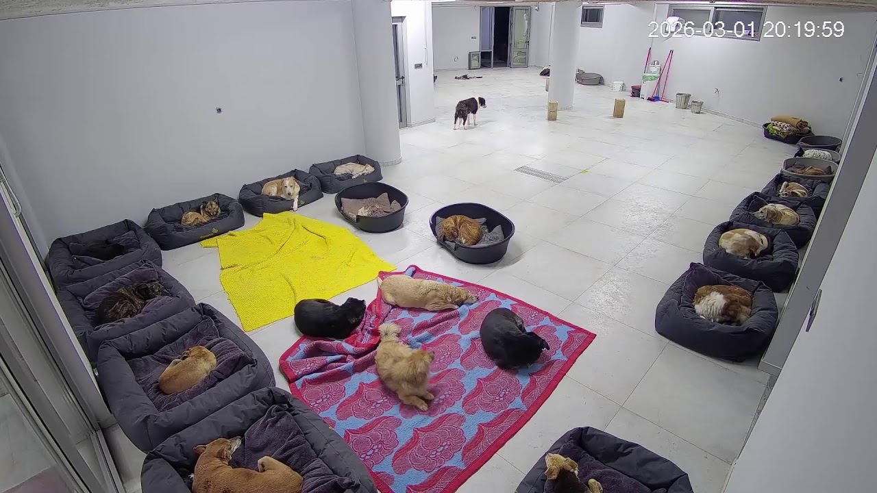 Live streaming from the shelter every day at 20:00 !