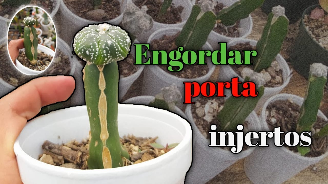 ¿Cómo engordar porta injertos? - Pitahaya // CACTUS LAND QUICHE.
