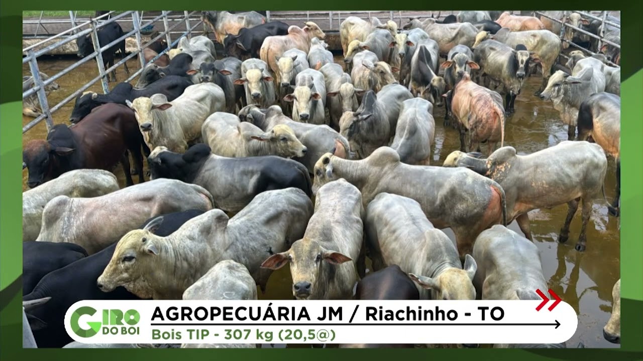 TOCANTINS: BOIADA TERMINADA NA TIP ULTRAPASSA 20 ARROBAS; CONFIRA